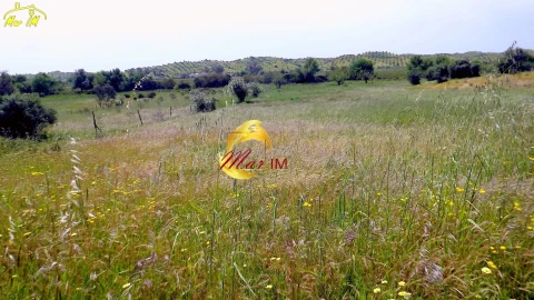 Terreno Agricola ou Rústico para Venda em Azinhal