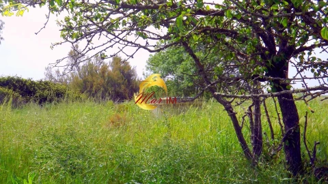 Terreno Agricola ou Rústico para Venda em Azinhal
