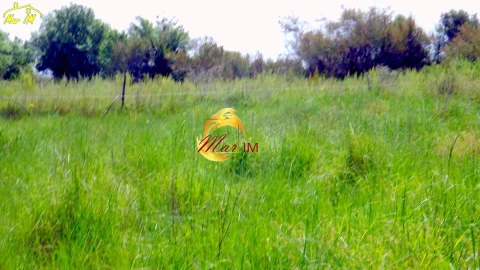 Terreno Agricola ou Rústico para Venda em Azinhal