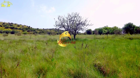 Terreno Agricola ou Rústico para Venda em Azinhal