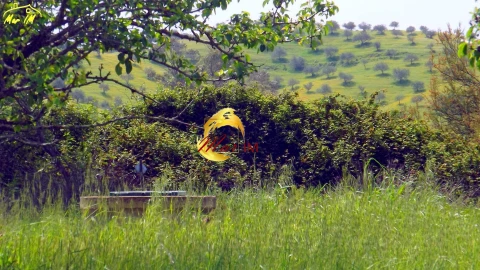 Terreno Agricola ou Rústico para Venda em Azinhal