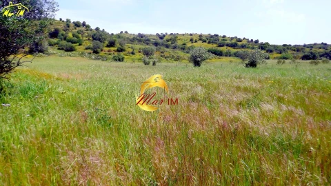 Terreno Agricola ou Rústico para Venda em Azinhal