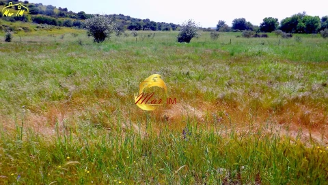 Terreno Agricola ou Rústico para Venda em Azinhal