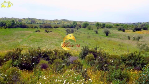 Terreno Agricola ou Rústico para Venda em Azinhal