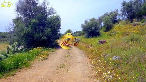 Terreno Agricola ou Rústico para Venda em Azinhal