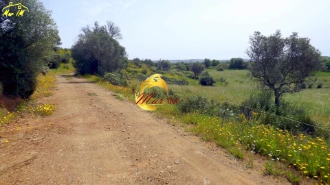Terreno Agricola ou Rústico para Venda em Azinhal