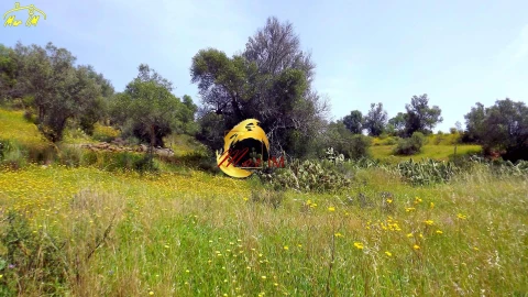 Terreno Agricola ou Rústico para Venda em Azinhal