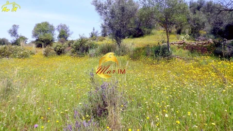Terreno Agricola ou Rústico para Venda em Azinhal