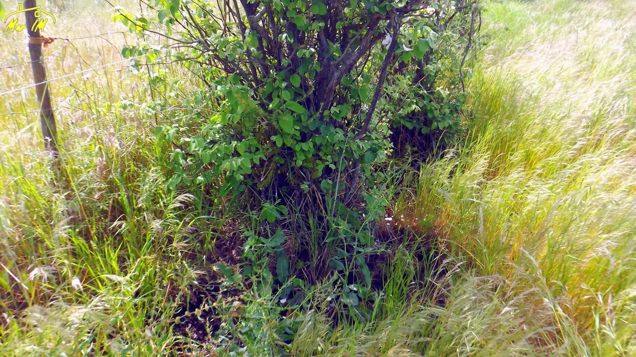 Terreno Agricola ou Rústico para Venda em Azinhal Foto 15