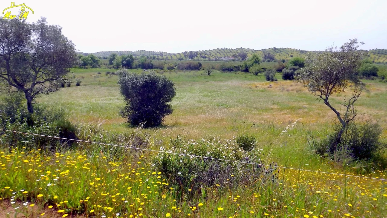 Terreno Agricola ou Rústico para Venda em Azinhal Foto 2