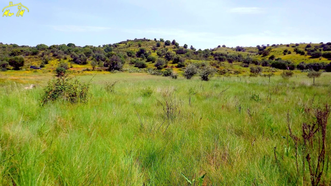 Terreno Agricola ou Rústico para Venda em Azinhal Foto 21