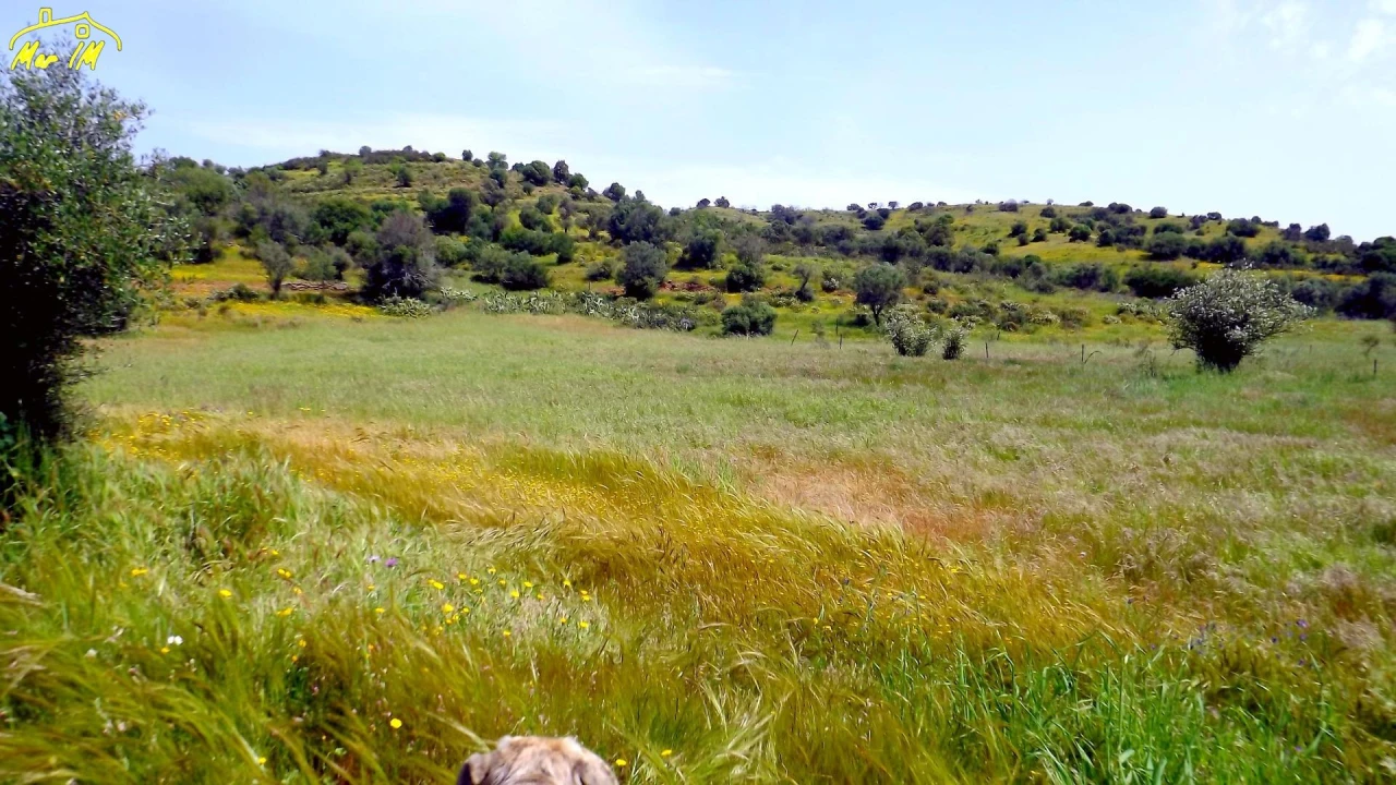 Terreno Agricola ou Rústico para Venda em Azinhal Foto 25