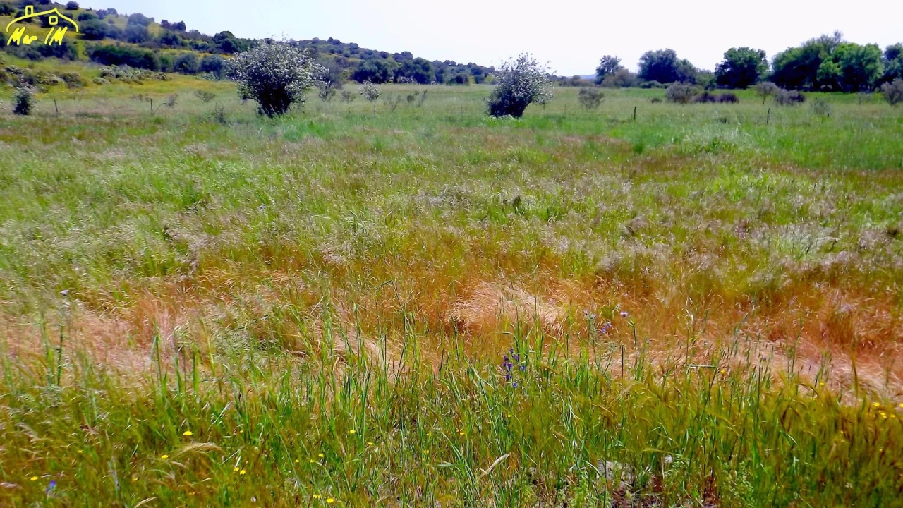 Terreno Agricola ou Rústico para Venda em Azinhal Foto 27