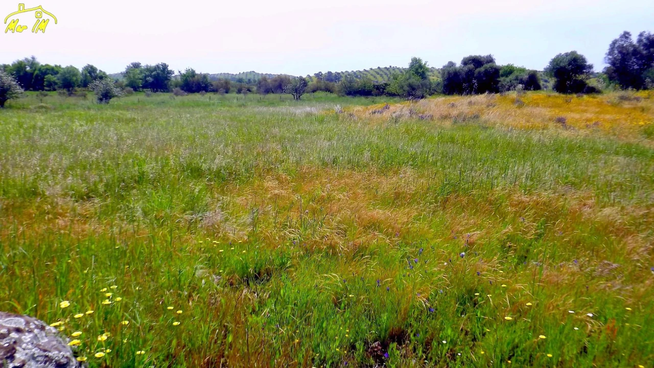 Terreno Agricola ou Rústico para Venda em Azinhal Foto 28