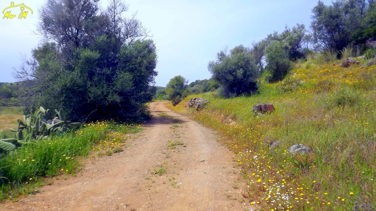 Terreno Agricola ou Rústico para Venda em Azinhal Foto 35