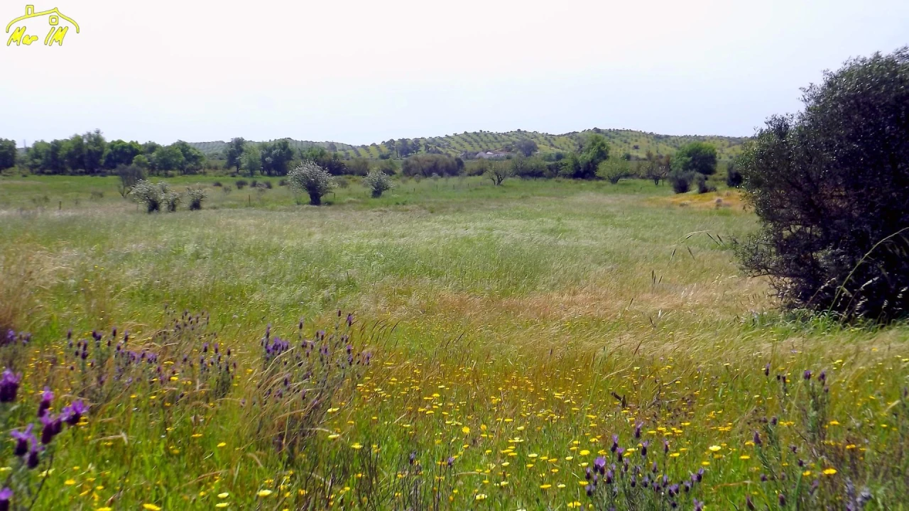 Terreno Agricola ou Rústico para Venda em Azinhal Foto 5