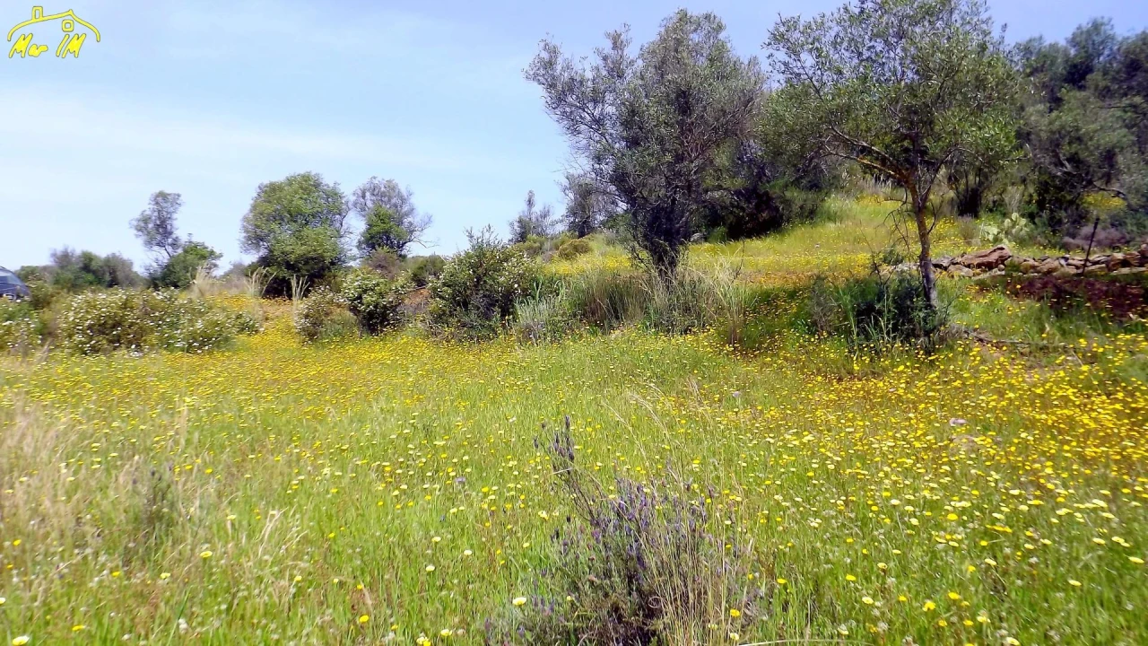 Terreno Agricola ou Rústico para Venda em Azinhal Foto 8