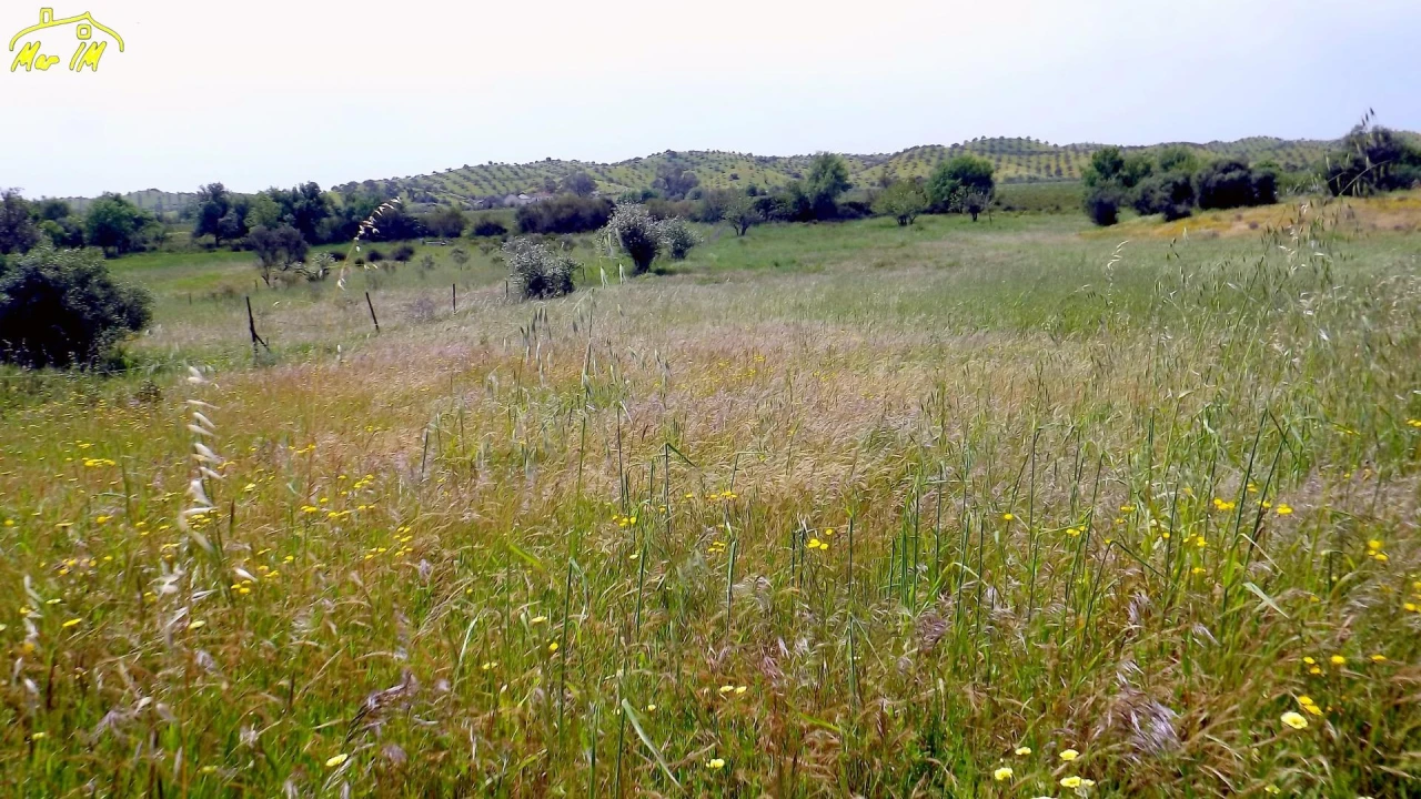 Terreno Agricola ou Rústico para Venda em Azinhal Foto 11