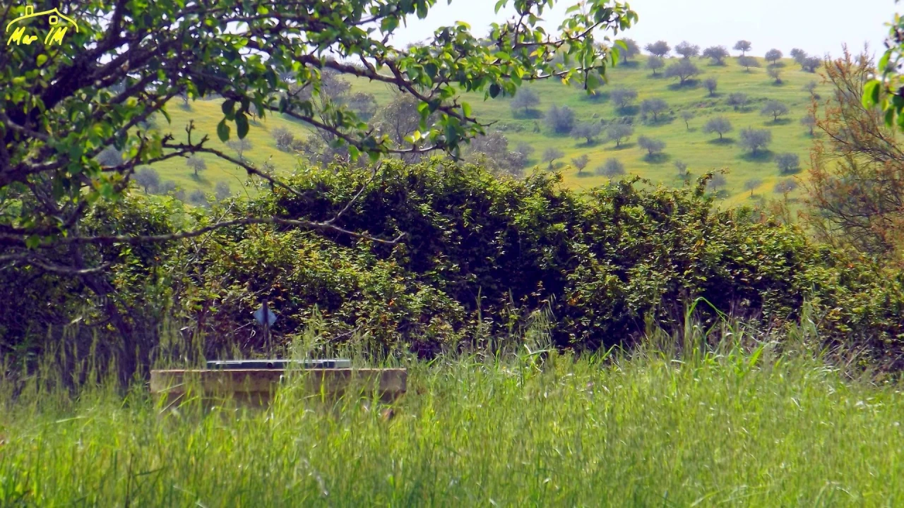 Terreno Agricola ou Rústico para Venda em Azinhal Foto 24