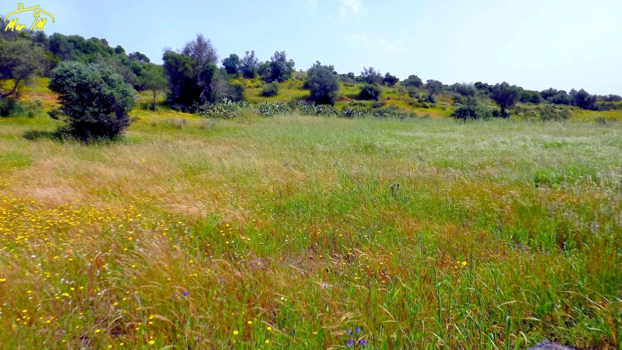 Terreno Agricola ou Rústico para Venda em Azinhal Foto 30