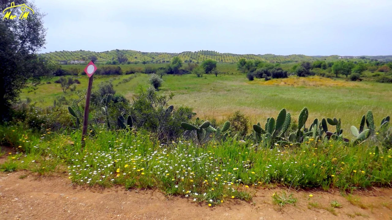 Terreno Agricola ou Rústico para Venda em Azinhal Foto 33