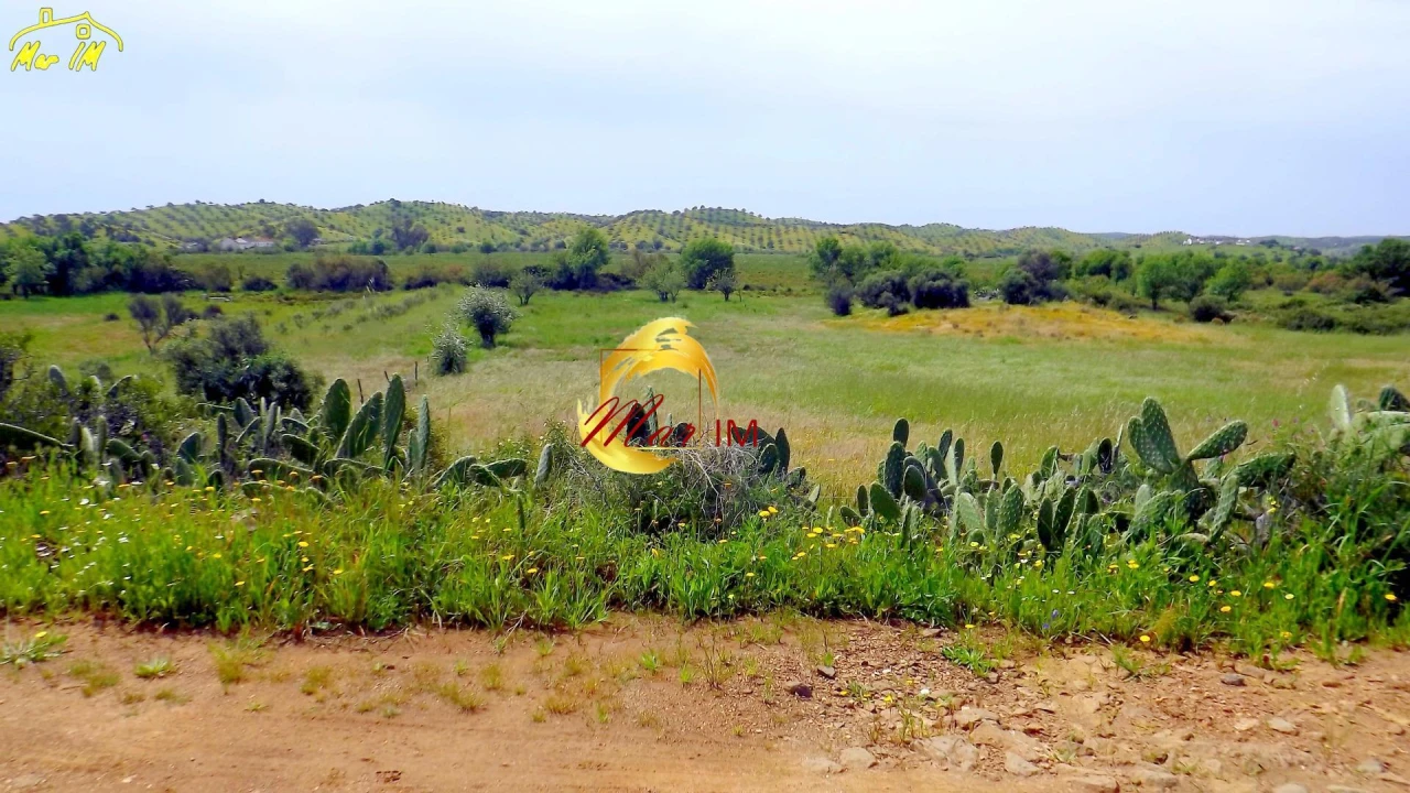 Terreno Agricola ou Rústico para Venda em Azinhal Foto 3