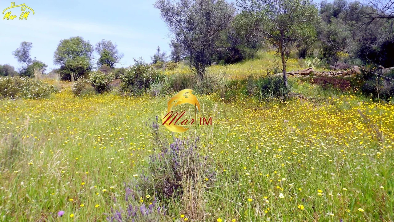 Terreno Agricola ou Rústico para Venda em Azinhal Foto 9