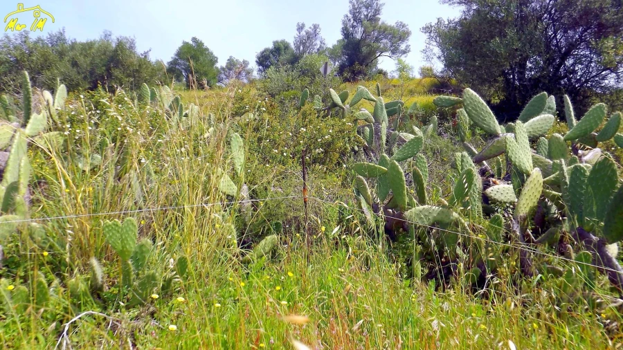 Terreno Agricola ou Rústico para Venda em Azinhal Foto 11