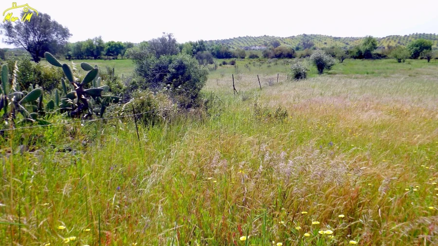 Terreno Agricola ou Rústico para Venda em Azinhal Foto 12