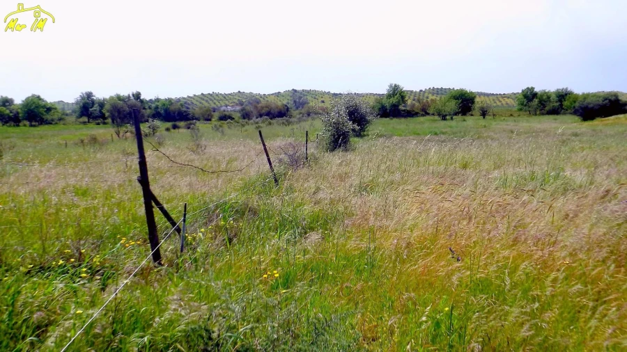 Terreno Agricola ou Rústico para Venda em Azinhal Foto 13
