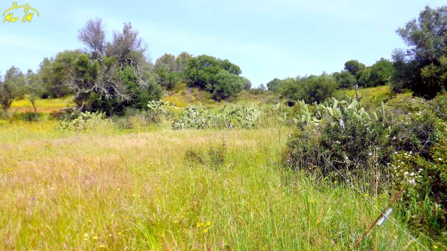 Terreno Agricola ou Rústico para Venda em Azinhal Foto 14