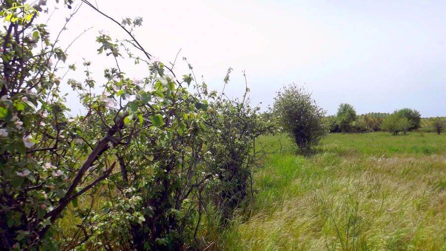 Terreno Agricola ou Rústico para Venda em Azinhal Foto 16