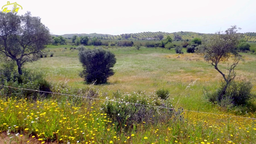Terreno Agricola ou Rústico para Venda em Azinhal Foto 2