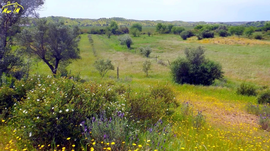 Terreno Agricola ou Rústico para Venda em Azinhal Foto 31