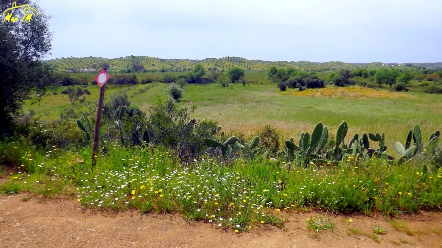 Terreno Agricola ou Rústico para Venda em Azinhal Foto 32