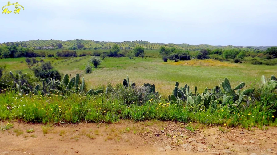 Terreno Agricola ou Rústico para Venda em Azinhal Foto 33