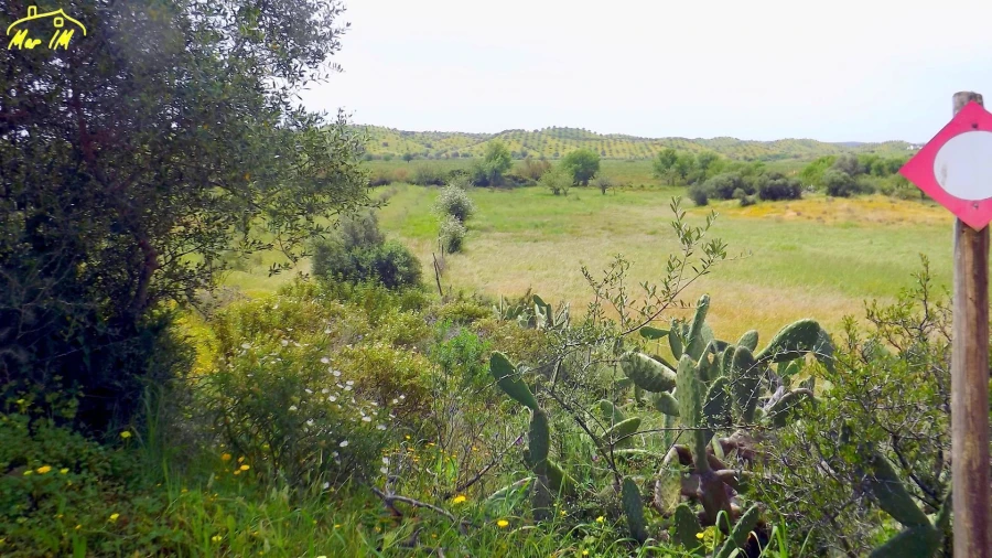 Terreno Agricola ou Rústico para Venda em Azinhal Foto 36