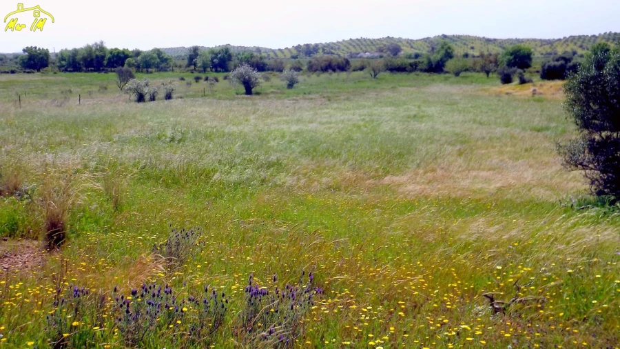 Terreno Agricola ou Rústico para Venda em Azinhal Foto 4