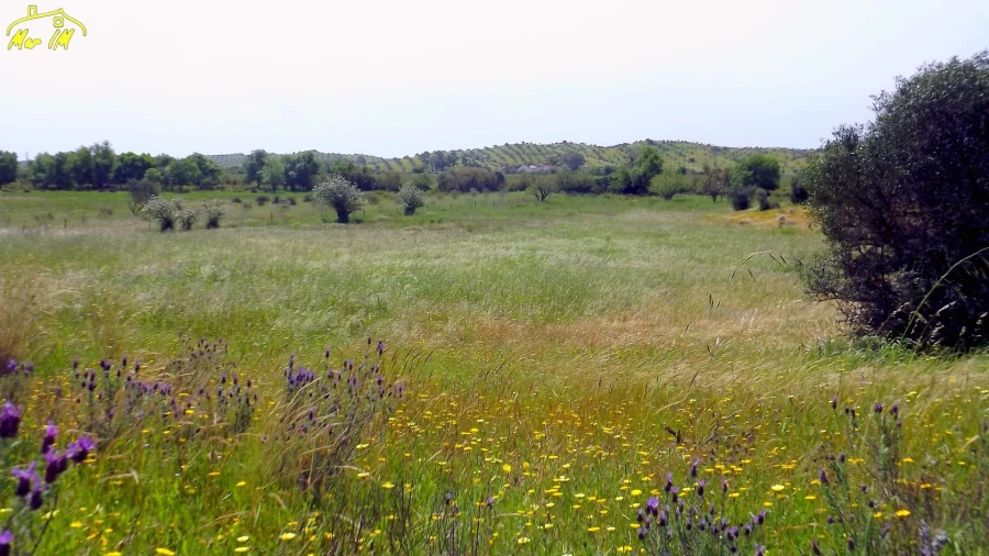 Terreno Agricola ou Rústico para Venda em Azinhal Foto 5