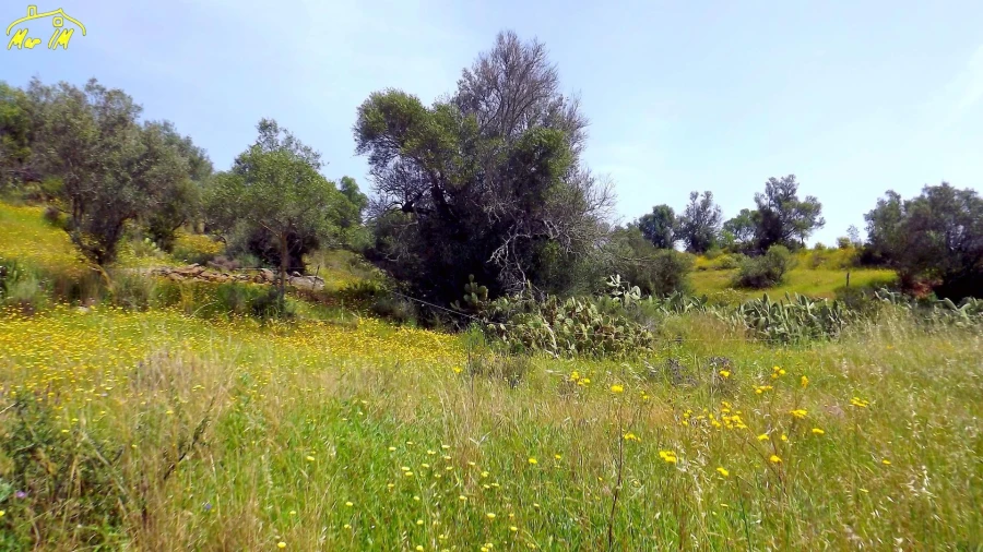 Terreno Agricola ou Rústico para Venda em Azinhal Foto 6