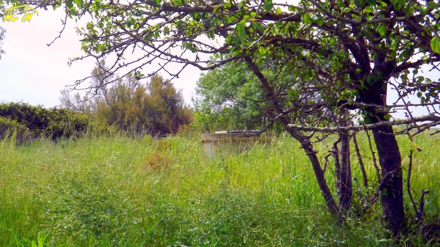 Terreno Agricola ou Rústico para Venda em Azinhal Foto 20