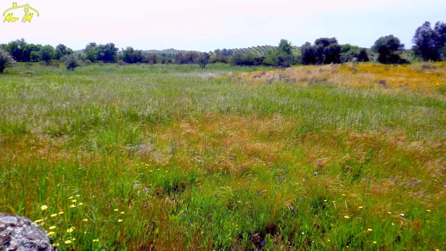 Terreno Agricola ou Rústico para Venda em Azinhal Foto 29