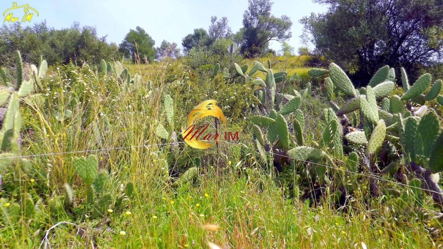 Terreno Agricola ou Rústico para Venda em Azinhal Foto 12