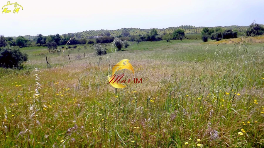 Terreno Agricola ou Rústico para Venda em Azinhal Foto 2