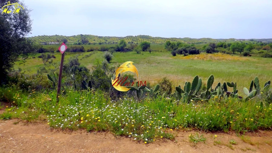 Terreno Agricola ou Rústico para Venda em Azinhal Foto 33