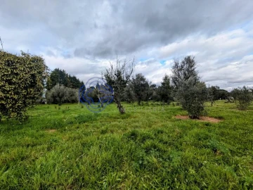 Terreno para Venda em Silgueiros