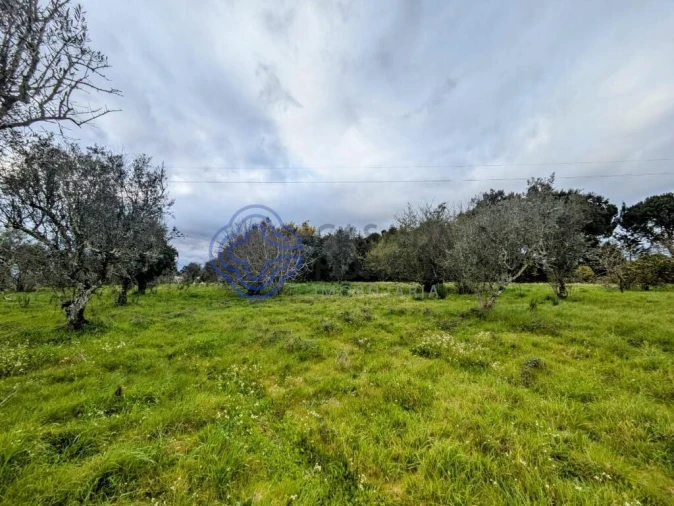 Terreno para Venda em Silgueiros Foto 7