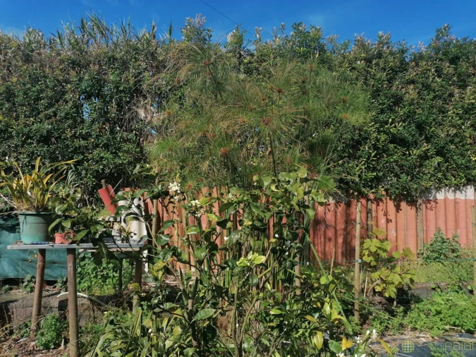 Moradia T3 para Venda em Castelo Branco Foto 27