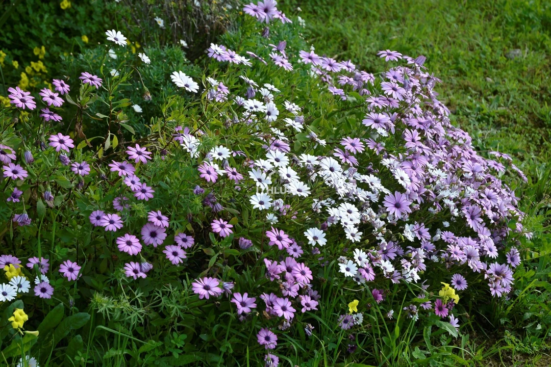 Quinta T5 para Venda em Enxara do Bispo, Gradil e Vila Franca do Rosário Foto 45