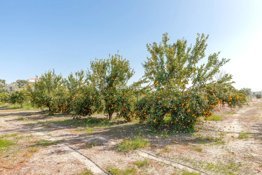 Quinta T7 para Venda em Selmes Foto 24